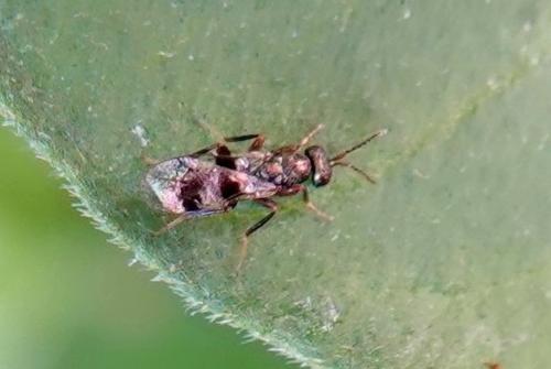 Cheiropachus quadrum